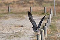 Larus argentatus